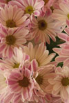  name image #4285