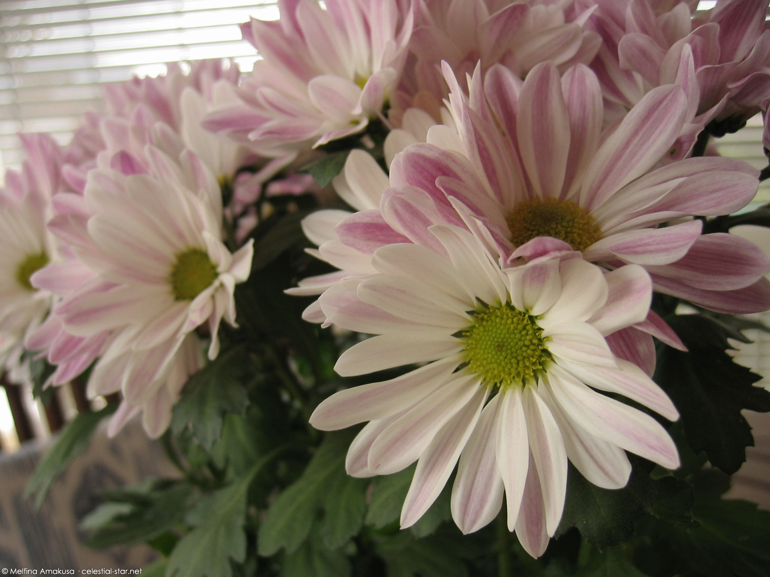 My Stock Photography image by Melfina