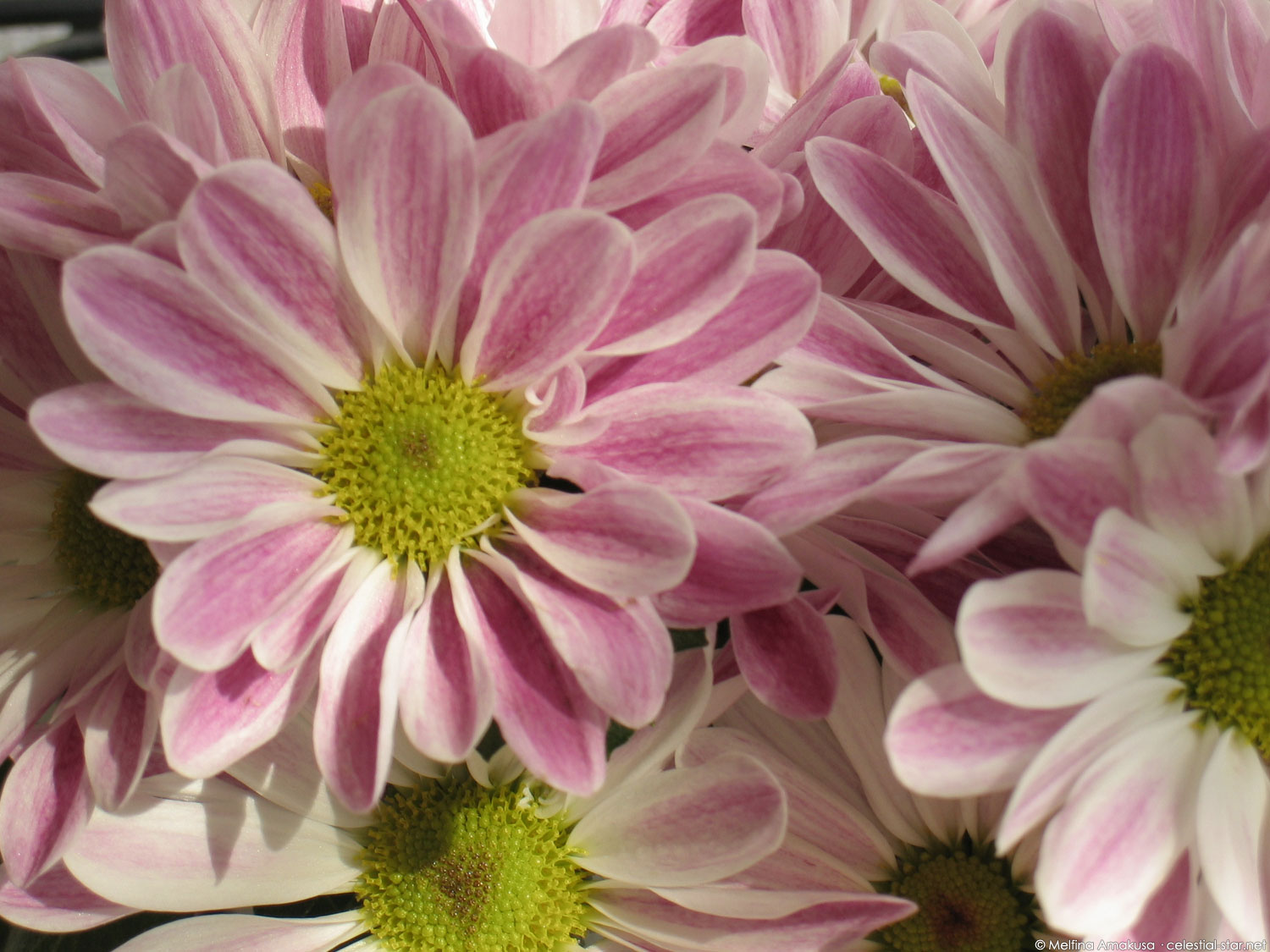 My Stock Photography image by Melfina