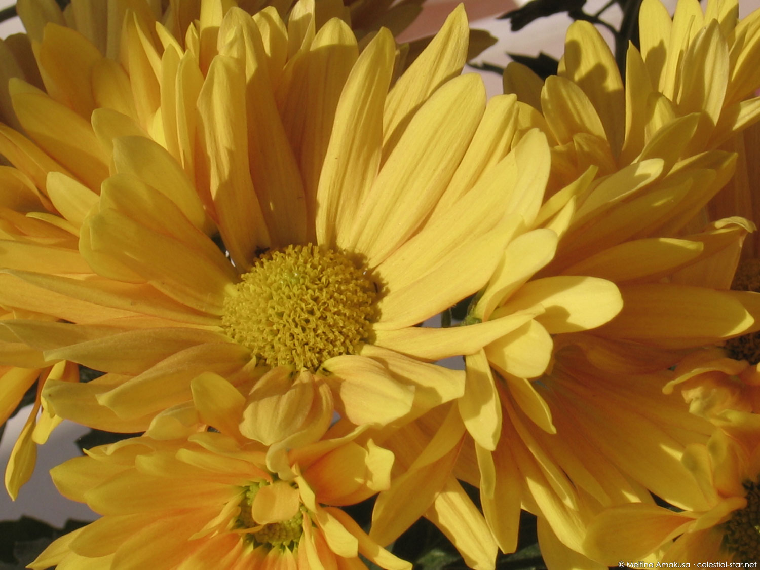 My Stock Photography image by Melfina