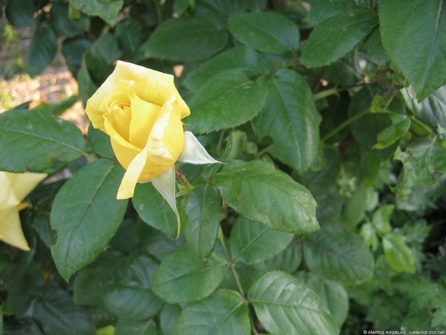 My Stock Photography image by Melfina