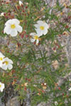 name image #4312
