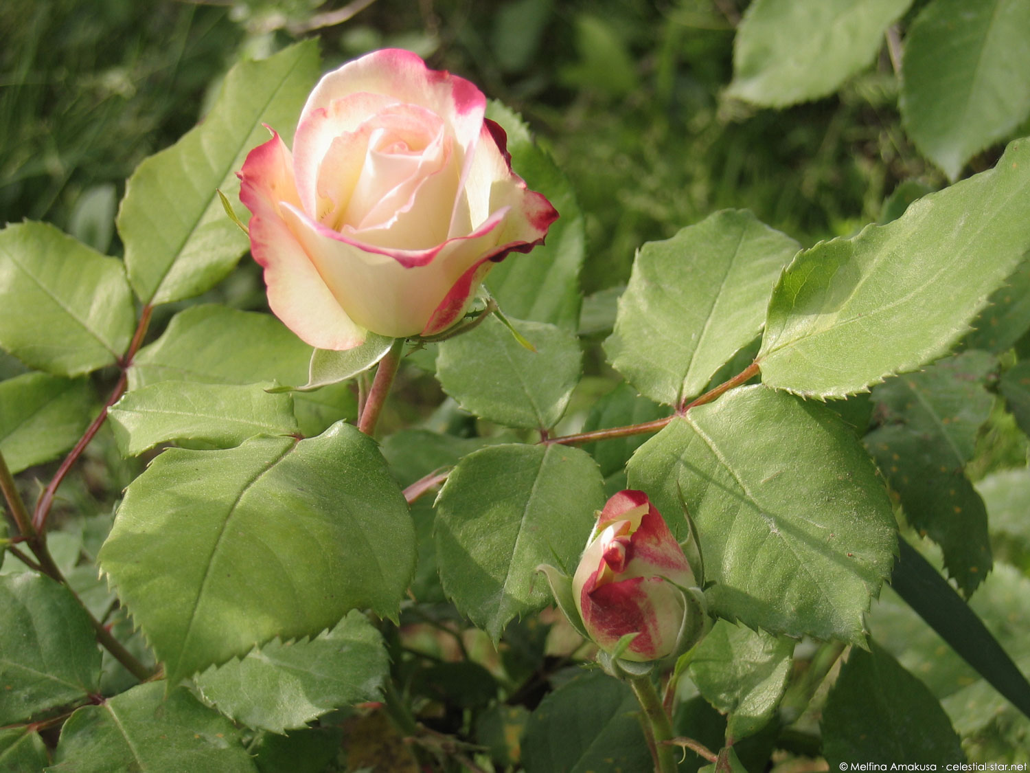 My Stock Photography image by Melfina